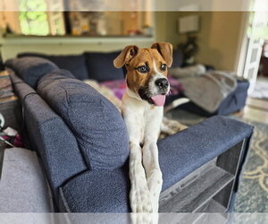 Mutt Dogs for adoption in Springdale, PA, USA