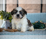 Puppy Tiger Shih Tzu