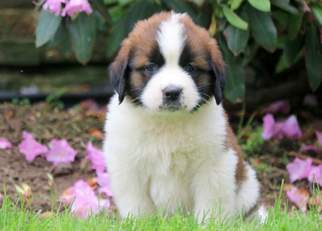 Saint Bernard Puppy for sale in MOUNT JOY, PA, USA