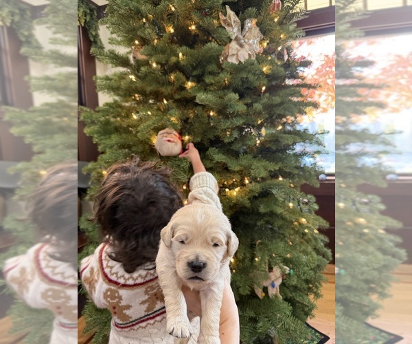 Medium Photo #1 Goldendoodle Puppy For Sale in ALAMEDA, CA, USA