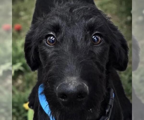 Medium Photo #2 Miniature Labradoodle Puppy For Sale in San Diego, CA, USA
