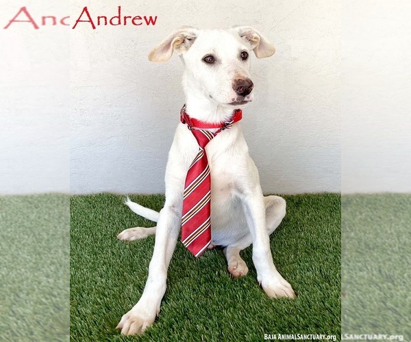 Medium Photo #1 Labrador Retriever-Unknown Mix Puppy For Sale in San Diego, CA, USA