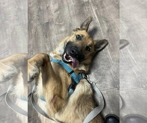 German Shepherd Dog-Unknown Mix Dogs for adoption in Aurora, IL, USA