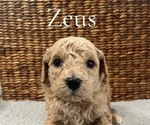 Puppy Zeus Poodle (Miniature)