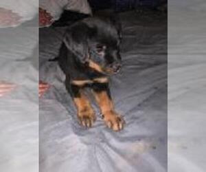 Rottweiler Puppy for sale in LANSFORD, PA, USA