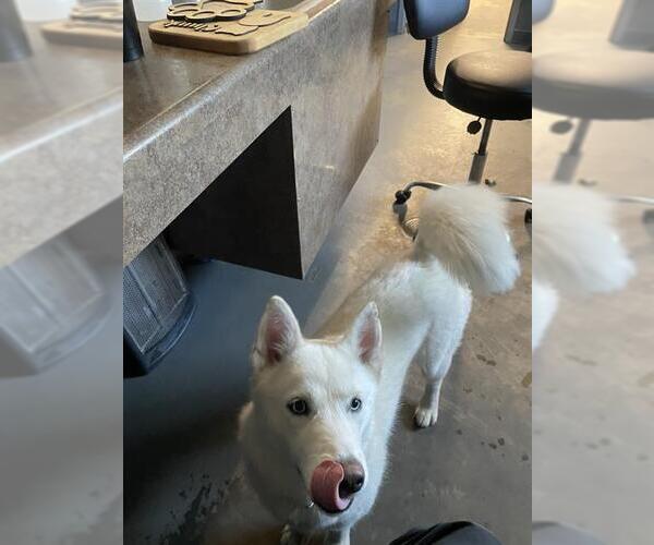 Medium Photo #1 Siberian Husky Puppy For Sale in Tallahassee, FL, USA