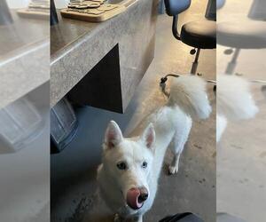 Siberian Husky Dogs for adoption in Tallahassee, FL, USA