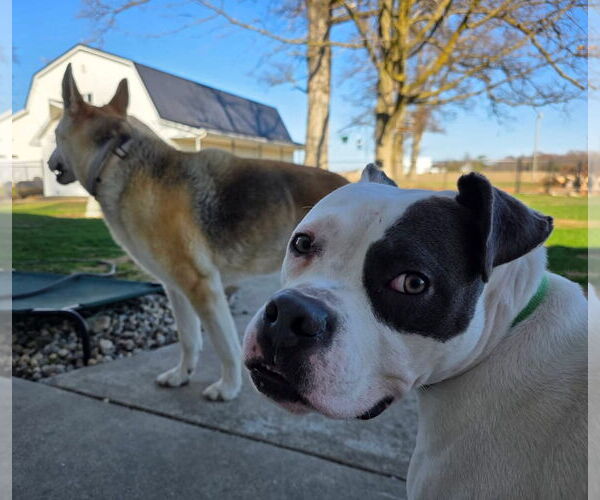 Medium Photo #4 American Pit Bull Terrier-American Staffordshire Terrier Mix Puppy For Sale in Germantown, OH, USA