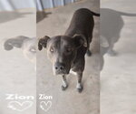 Small #2 Mutt