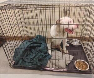 American Pit Bull Terrier-Unknown Mix Dogs for adoption in Texas City, TX, USA