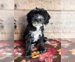 Small Photo #1 Bernedoodle (Miniature) Puppy For Sale in VERMONTVILLE, MI, USA