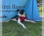 Small #2 Border Collie Mix