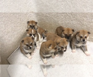 Akita Puppy for sale in ALHAMBRA, CA, USA