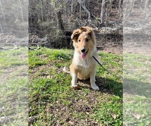 Collie Puppy for sale in KINGSPORT, TN, USA