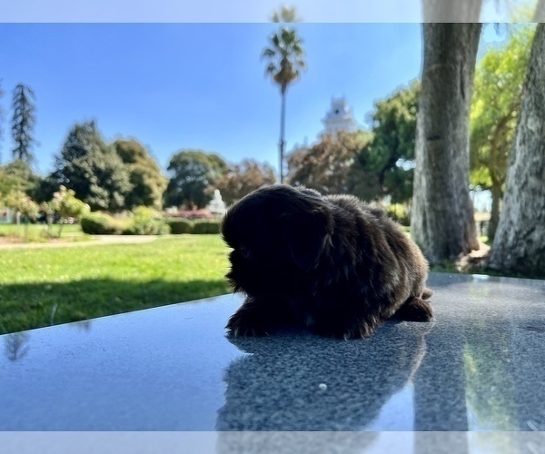 Medium Photo #37 Shih Tzu Puppy For Sale in HAYWARD, CA, USA