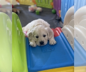 English Cream Golden Retriever Puppy for sale in GILBERT, AZ, USA