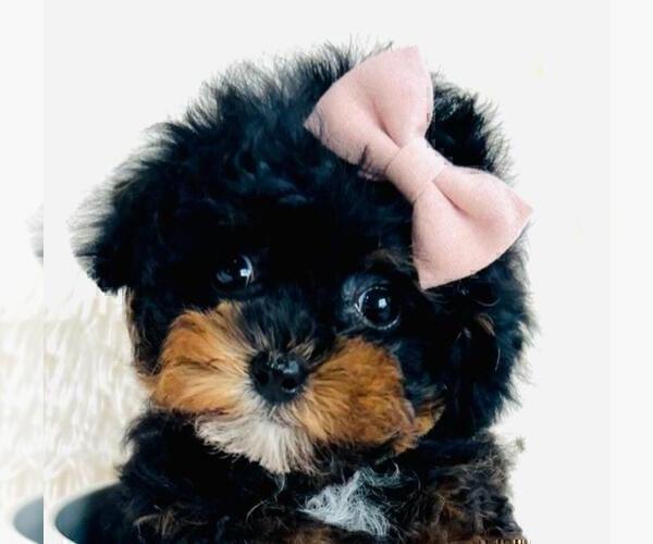 Medium Photo #19 Poodle (Toy) Puppy For Sale in DELRAY BEACH, FL, USA