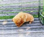 Small Photo #11 Golden Retriever Puppy For Sale in LEON, KS, USA