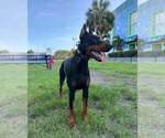 Small #10 Doberman Pinscher