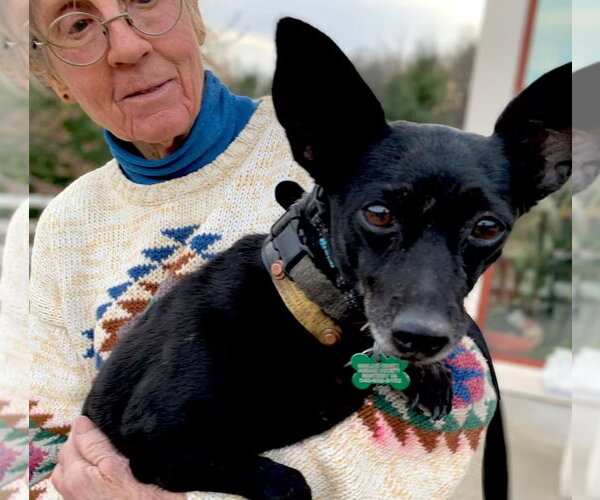 Medium Photo #2 Mutt Puppy For Sale in Monterey, VA, USA