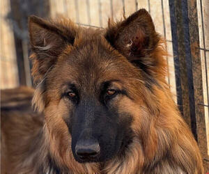 Mother of the King Shepherd puppies born on 04/15/2025