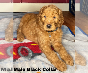 Goldendoodle Puppy for sale in MONTGOMERY, MN, USA