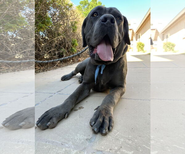 Medium Photo #8 Mutt Puppy For Sale in Goodyear, AZ, USA