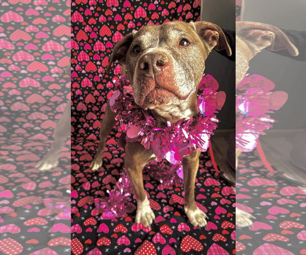 Medium Photo #1 American Pit Bull Terrier-Unknown Mix Puppy For Sale in Germantown, OH, USA