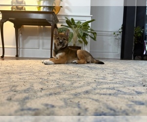 Shiba Inu Puppy for Sale in HARRISONBURG, Virginia USA
