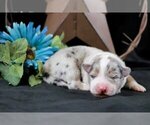 Puppy Cooper Australian Shepherd