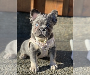 French Bulldog Puppy for sale in CLACKAMAS, OR, USA
