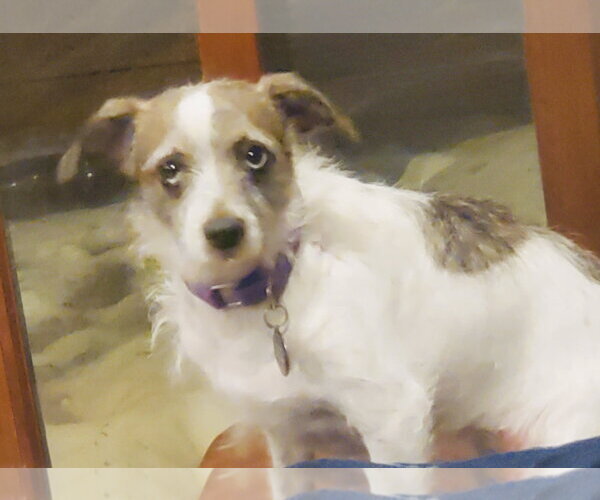 Medium Photo #4 Chihuahua-Parson Russell Terrier Mix Puppy For Sale in Princeton, MN, USA