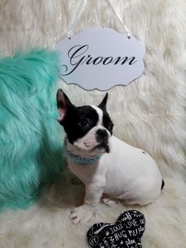 Medium Photo #1 French Bulldog Puppy For Sale in REVERE, MA, USA