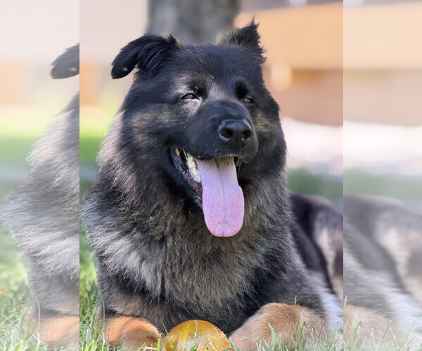 Medium Photo #11 German Shepherd Dog Puppy For Sale in North Royalton, OH, USA
