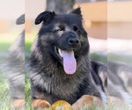Small #10 German Shepherd Dog