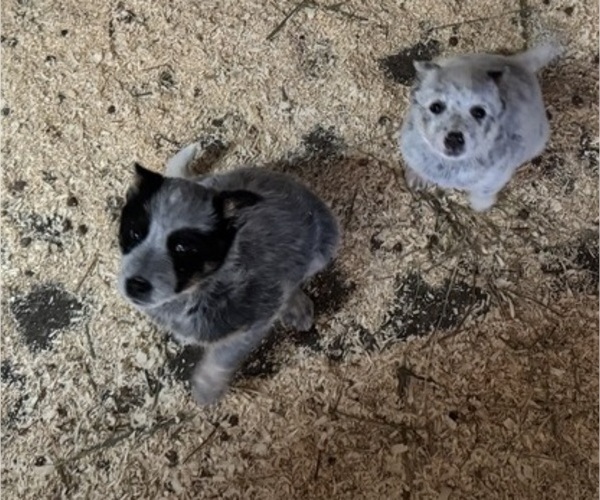 Medium Photo #3 Australian Cattle Dog Puppy For Sale in MIDDLEBORO, MA, USA