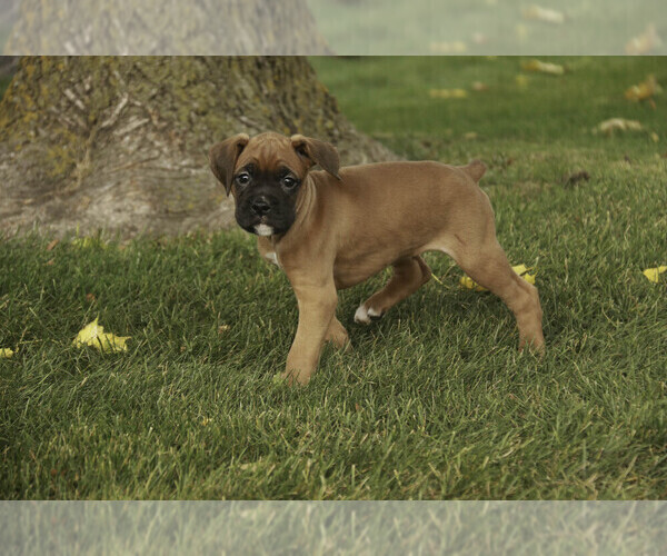 Medium Photo #3 Boxer Puppy For Sale in SHIPSHEWANA, IN, USA