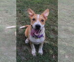 Small #10 Mutt