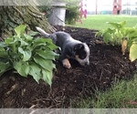 Small Photo #4 Australian Cattle Dog Puppy For Sale in AUGSBURG, IL, USA