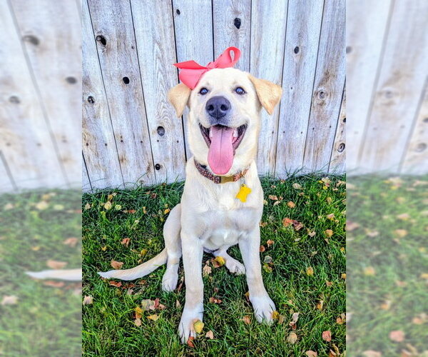 Medium Photo #9 Labrador Retriever-Unknown Mix Puppy For Sale in Sandy, UT, USA