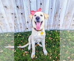 Small Photo #9 Labrador Retriever-Unknown Mix Puppy For Sale in Sandy, UT, USA