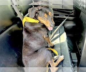 American Pit Bull Terrier-Unknown Mix Dogs for adoption in Houston, TX, USA