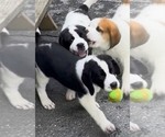 Small #6 Cane Corso-Saint Bernard Mix