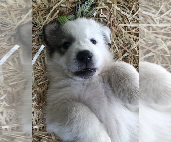 Medium Photo #8 Great Pyrenees Puppy For Sale in WOODLAND PARK, CO, USA