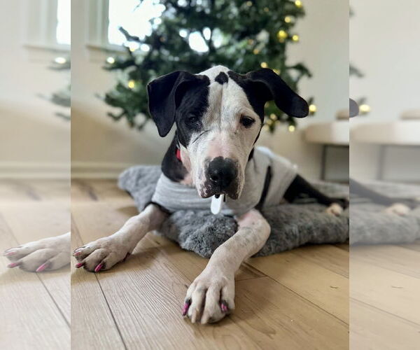 Medium Photo #11 Great Dane-Unknown Mix Puppy For Sale in Spotsylvania, VA, USA