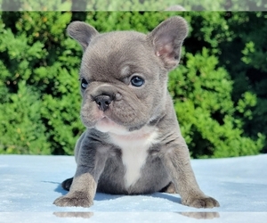 French Bulldog Puppy for sale in BOSTON, MA, USA