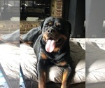 Small #15 Rottweiler