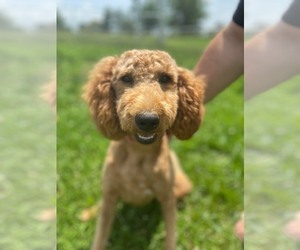 Mother of the Poodle (Standard) puppies born on 01/16/2023