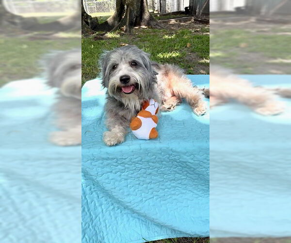 Medium Photo #2 Petit Basset Griffon Vendeen Puppy For Sale in Weston, FL, USA