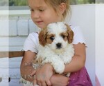 Small #1 Cavapoo (Miniature)